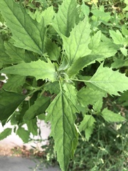 Chenopodium album