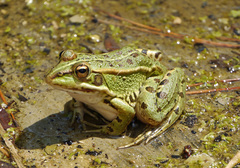 Pelophylax perezi