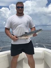 Scomberomorus maculatus