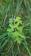 Heracleum sphondylium