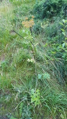Heracleum sphondylium