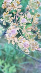 Heracleum sphondylium