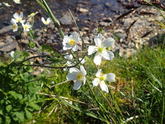 Ranunculus aconitifolius