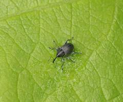 Archarius salicivorus