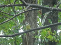Myiarchus crinitus