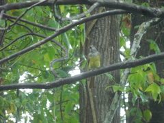 Myiarchus crinitus