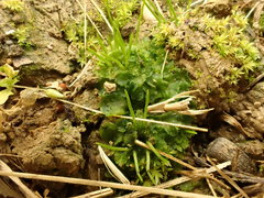 Anthoceros agrestis