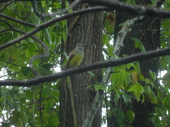 Myiarchus crinitus