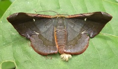 Fascellina castanea