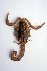 Centruroides ornatus