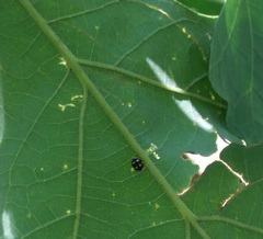 Brachiacantha decempustulata