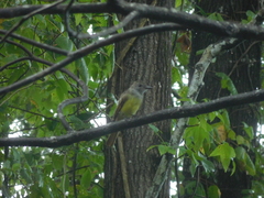 Myiarchus crinitus