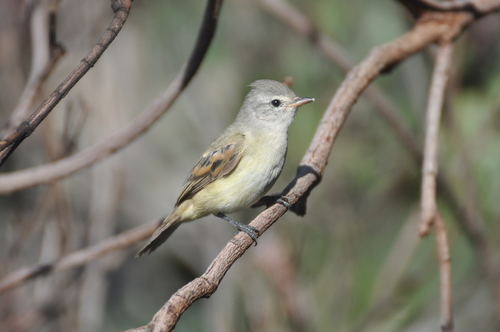 Subspecies Camptostoma obsoletum cinerascens · iNaturalist
