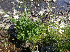 Ranunculus aconitifolius