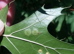 Polystepha quercifolia