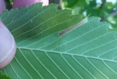 Phyllonorycter argentinotella