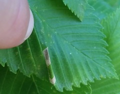 Phyllonorycter argentinotella