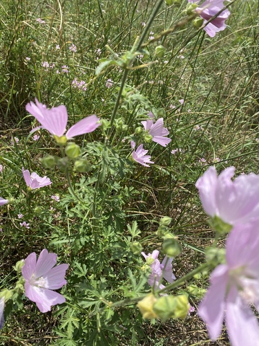 Petit Mauve 4