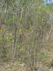 Tabernaemontana glabra