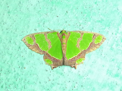 Agathia hilarata