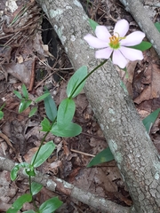 Sabatia capitata