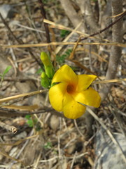 Tabernaemontana glabra
