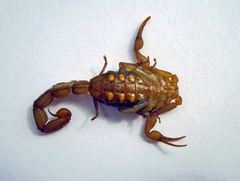 Centruroides ornatus