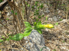Tabernaemontana glabra