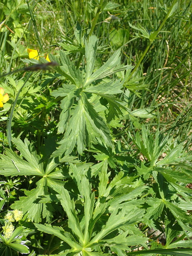 Trollius europaeus