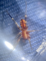 Castianeira alteranda