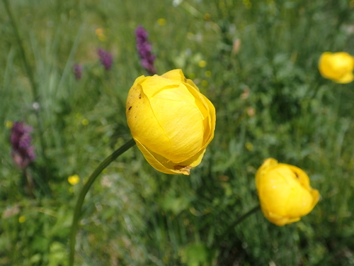 Trollius europaeus