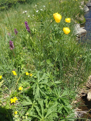 Trollius europaeus