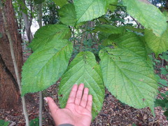 Roseodendron donnell-smithii