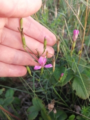 Dianthus deltoides