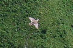 Tetraogallus caucasicus