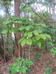 Roseodendron donnell-smithii