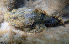 Myoxocephalus polyacanthocephalus