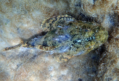 Myoxocephalus polyacanthocephalus