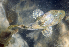 Myoxocephalus polyacanthocephalus