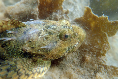 Myoxocephalus polyacanthocephalus