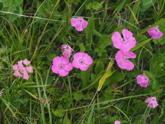 Dianthus alpinus