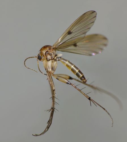 Mycetophila marginepunctata