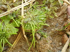 Anthoceros agrestis