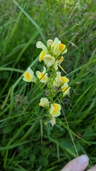 Linaria vulgaris