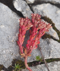 Sedum atratum