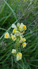 Linaria vulgaris