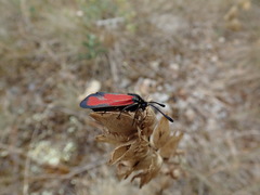Zygaena erythrus