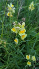 Linaria vulgaris