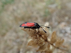 Zygaena erythrus