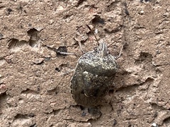 Hymenarcys nervosa